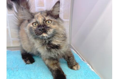 成約済の東京都のサイベリアン-18380の17枚目