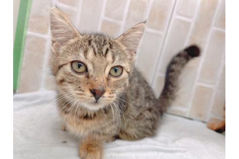 成約済の東京都のジェネッタ-18382の6枚目