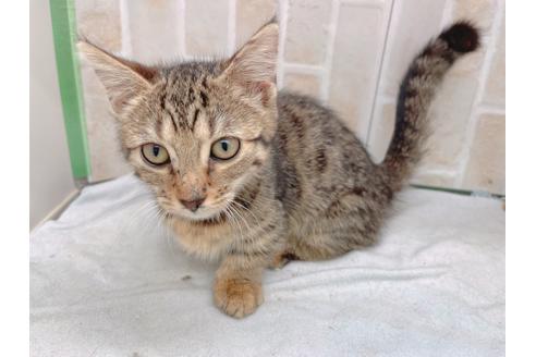 成約済の東京都のジェネッタ-18382の5枚目