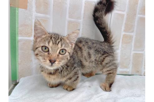 成約済の東京都のジェネッタ-18382の4枚目