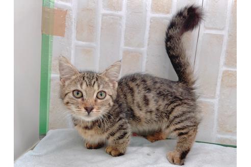 成約済の東京都のジェネッタ-18382の3枚目