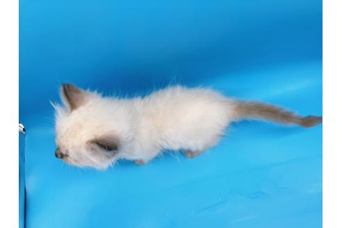 成約済の東京都のラグドール-19515の5枚目