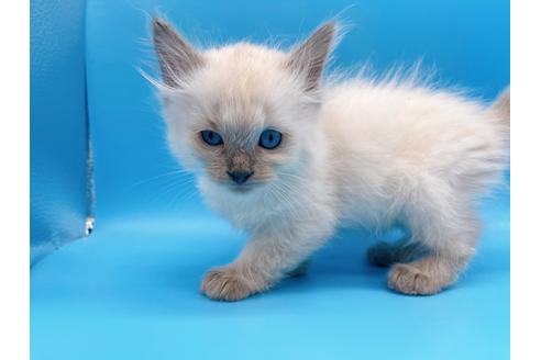 成約済の東京都のラグドール-19515の6枚目