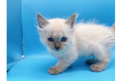 成約済の東京都のラグドール-19515