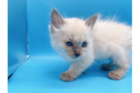 成約済の東京都のラグドール-19515の7枚目