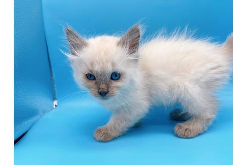 成約済の東京都のラグドール-19515の8枚目