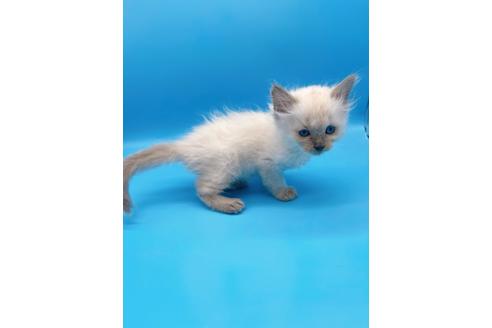 成約済の東京都のラグドール-19515の2枚目