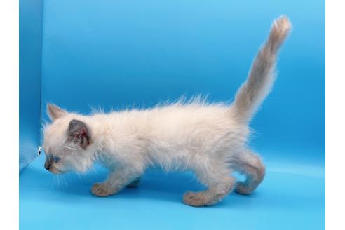 成約済の東京都のラグドール-19515の3枚目