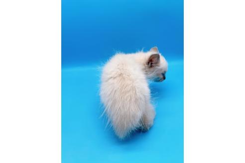 成約済の東京都のラグドール-19515の4枚目