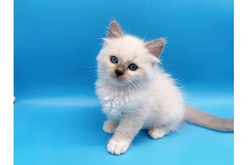 成約済の東京都のラグドール-19514