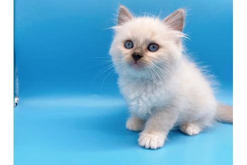 成約済の東京都のラグドール-19514の6枚目