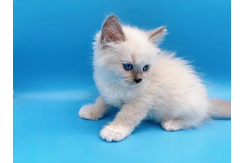 成約済の東京都のラグドール-19514の7枚目