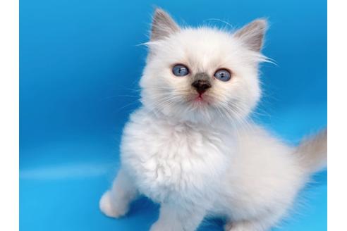 成約済の東京都のラグドール-19514の8枚目