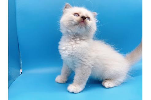 成約済の東京都のラグドール-19514の9枚目