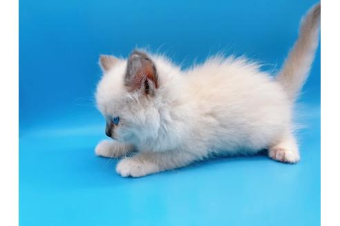 成約済の東京都のラグドール-19514の10枚目