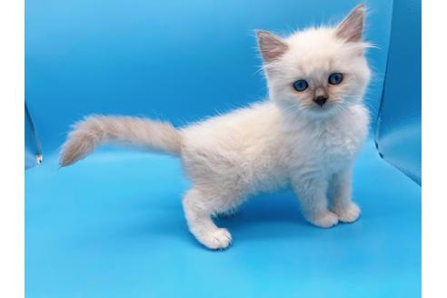 成約済の東京都のラグドール-19514の2枚目