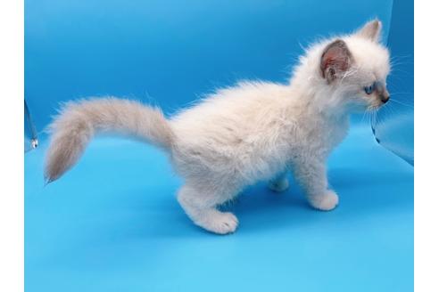 成約済の東京都のラグドール-19514の3枚目