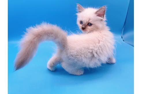 成約済の東京都のラグドール-19514の4枚目