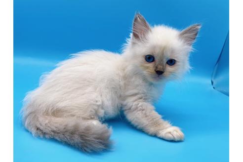 成約済の東京都のラグドール-19513の1枚目