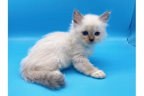 成約済の東京都のラグドール-19513の8枚目