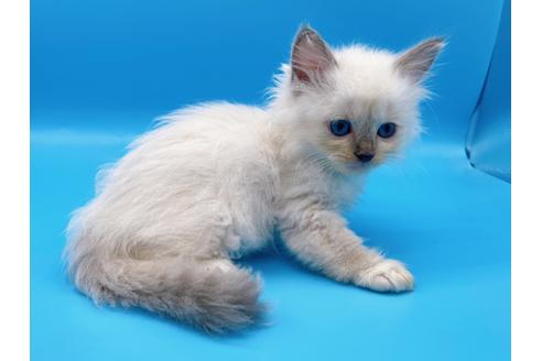 成約済の東京都のラグドール-19513の9枚目