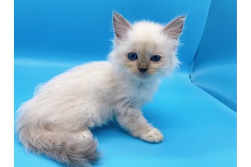 成約済の東京都のラグドール-19513の10枚目