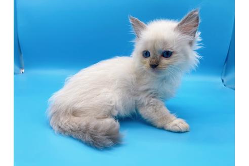 成約済の東京都のラグドール-19513の2枚目