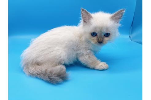 成約済の東京都のラグドール-19513の3枚目