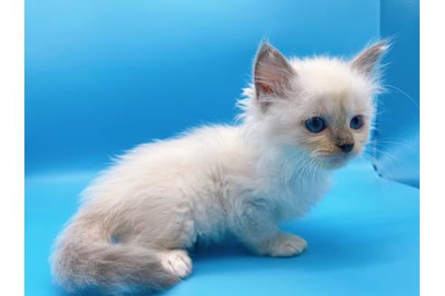 成約済の東京都のラグドール-19513の4枚目