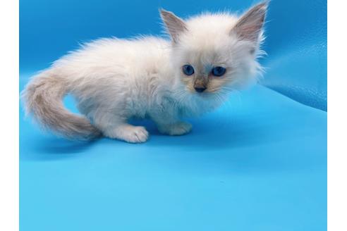 成約済の東京都のラグドール-19513の5枚目