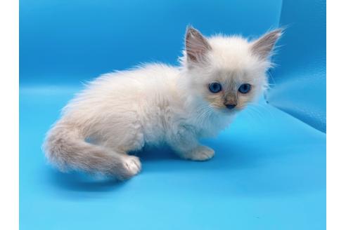 成約済の東京都のラグドール-19513の6枚目