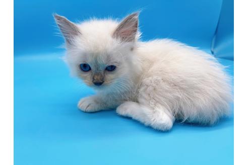 成約済の東京都のラグドール-19513の7枚目