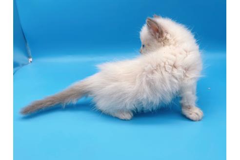 成約済の東京都のラグドール-19512の3枚目