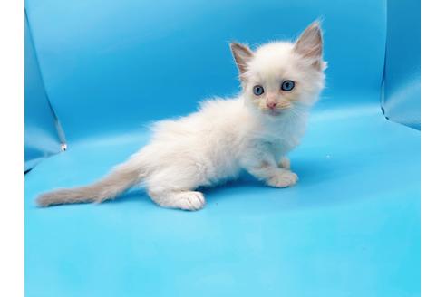 成約済の東京都のラグドール-19512の4枚目