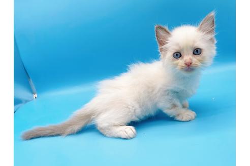 成約済の東京都のラグドール-19512の1枚目