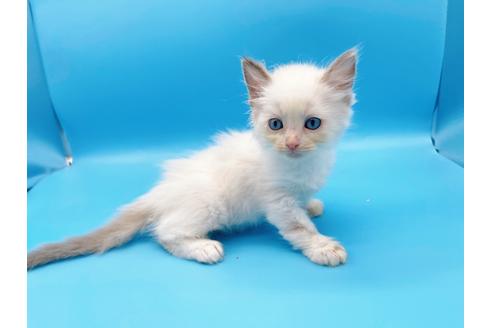 成約済の東京都のラグドール-19512の5枚目