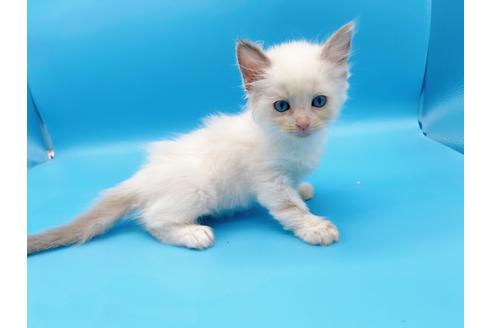 成約済の東京都のラグドール-19512の6枚目