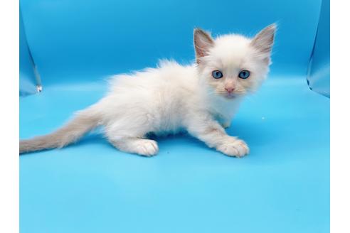 成約済の東京都のラグドール-19512の7枚目