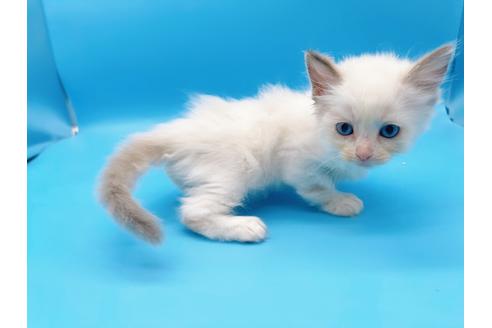 成約済の東京都のラグドール-19512の2枚目