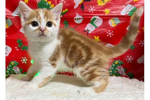 成約済の埼玉県のスコティッシュフォールド-18480の22枚目