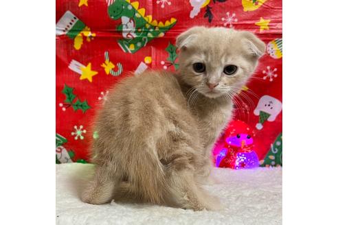 成約済の埼玉県のスコティッシュフォールド-18479の9枚目