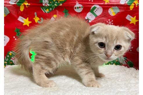 成約済の埼玉県のスコティッシュフォールド-18479の7枚目