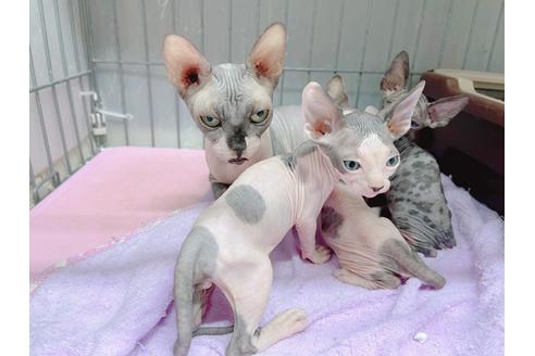 成約済の東京都のスフィンクス-18603の5枚目