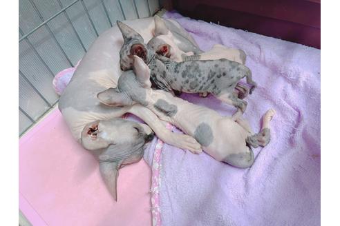 成約済の東京都のスフィンクス-18603の6枚目