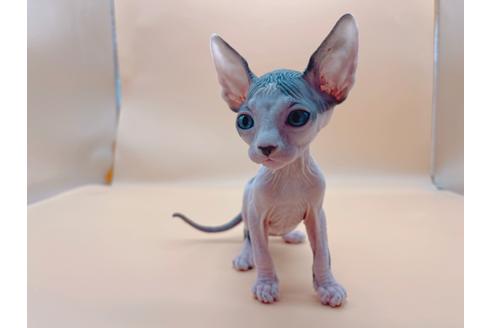 成約済の東京都のスフィンクス-19554の1枚目