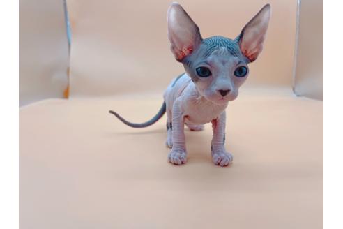 成約済の東京都のスフィンクス-19554の4枚目