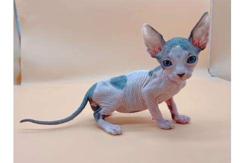 成約済の東京都のスフィンクス-19554の5枚目