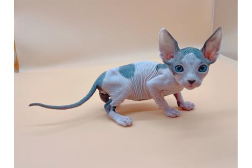 成約済の東京都のスフィンクス-19554の6枚目