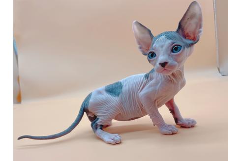 成約済の東京都のスフィンクス-19554の7枚目