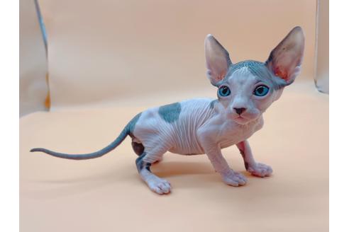 成約済の東京都のスフィンクス-19554の8枚目